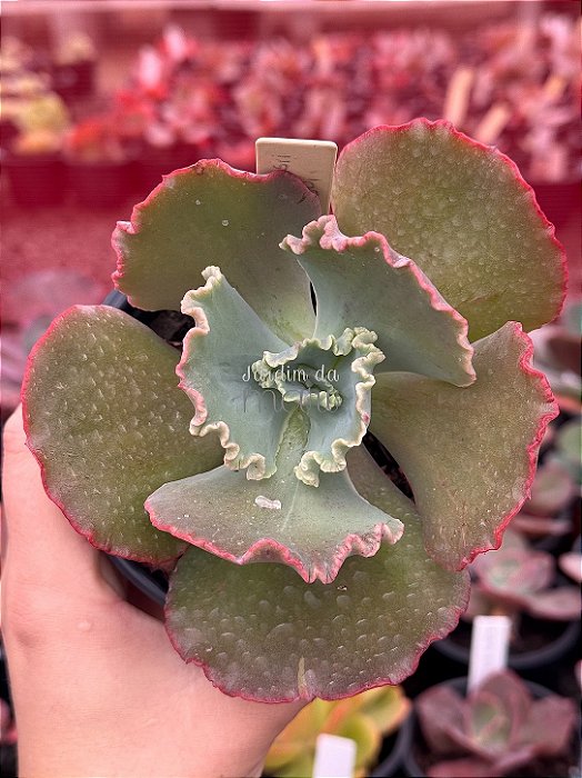 Echeveria kavaradossi
