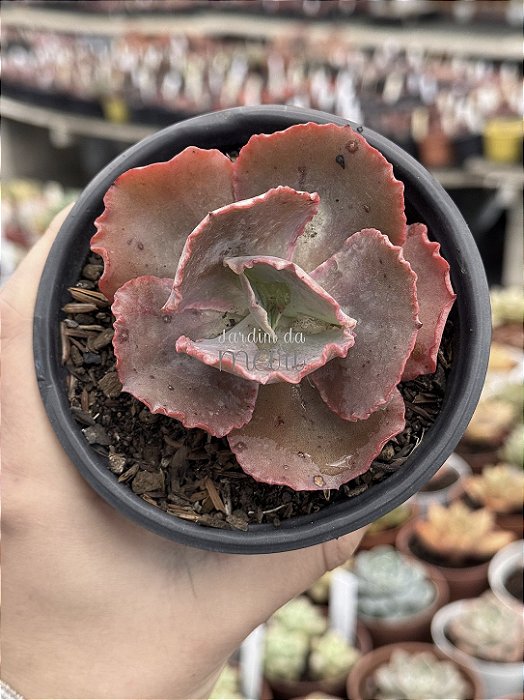 Echeveria kavaradossi
