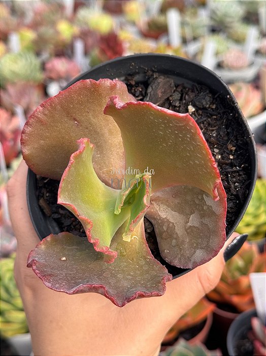 Echeveria kavaradossi