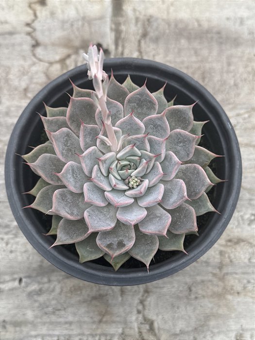 Echeveria texensis