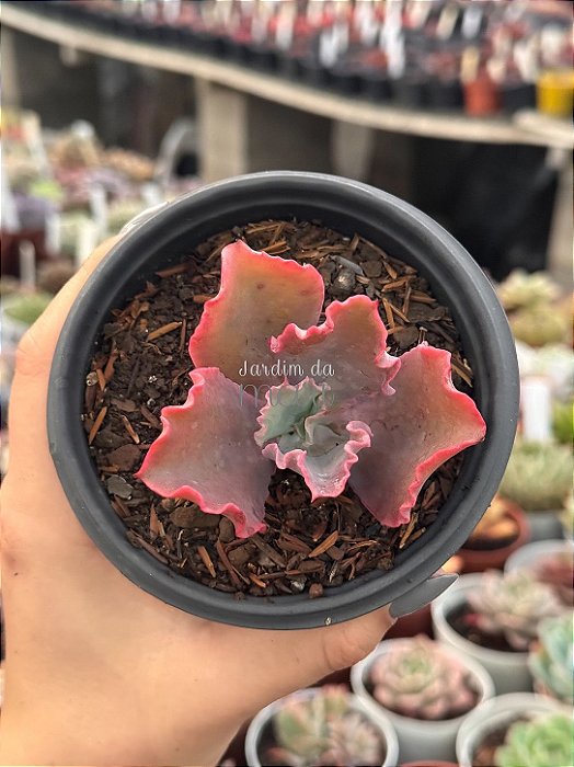 Echeveria cielpur