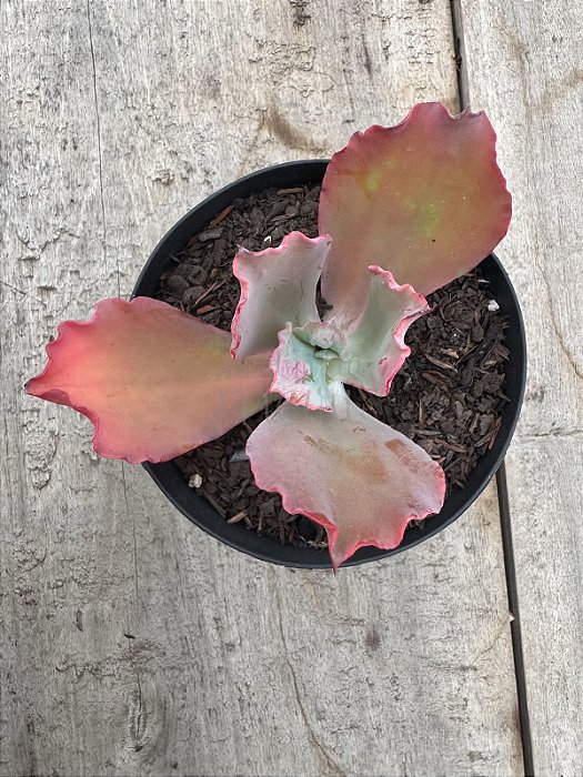 Echeveria cielpur