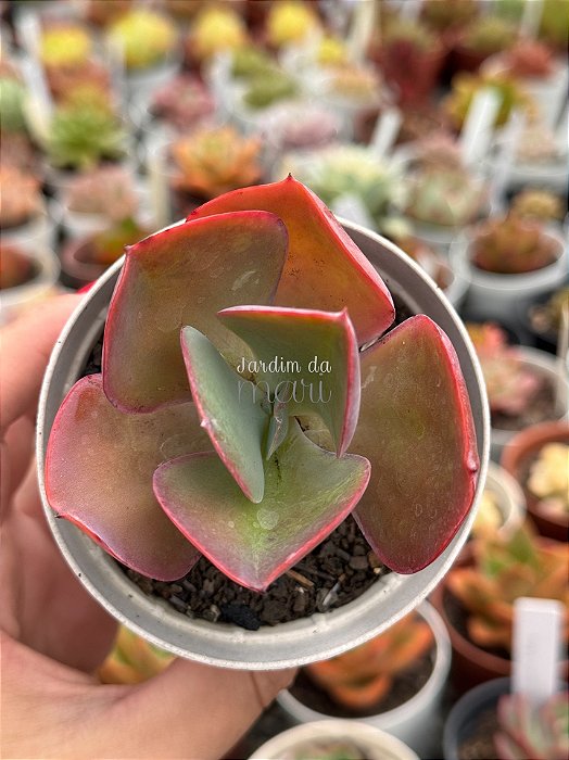Echeveria dragonas
