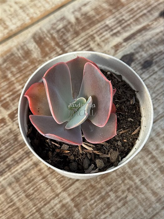 Echeveria dragonas