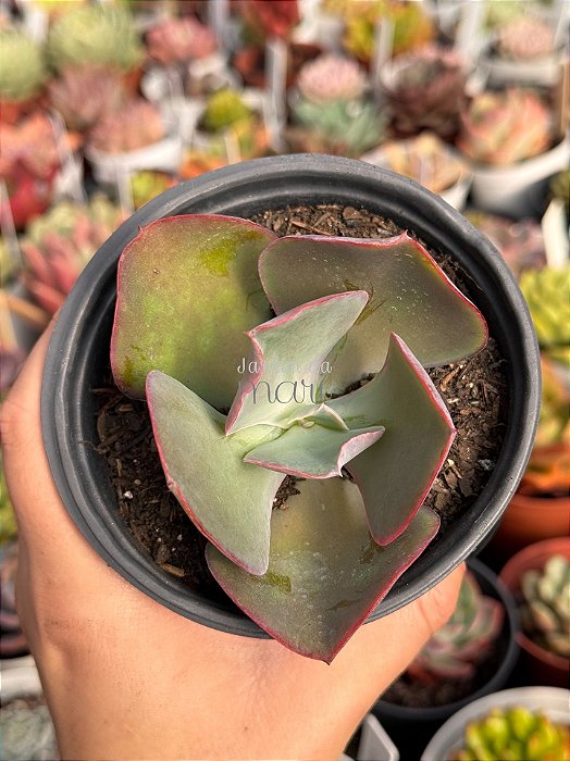 Echeveria dragonas (sem raiz)