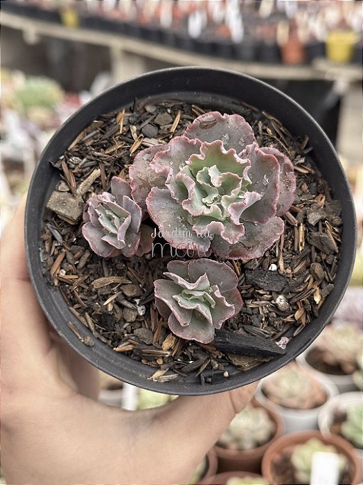 Echeveria dragon queen