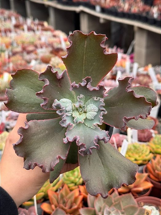 Echeveria dragon queen