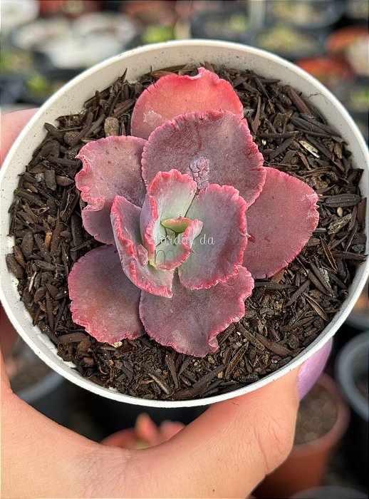 Echeveria dragon queen (sem raiz)