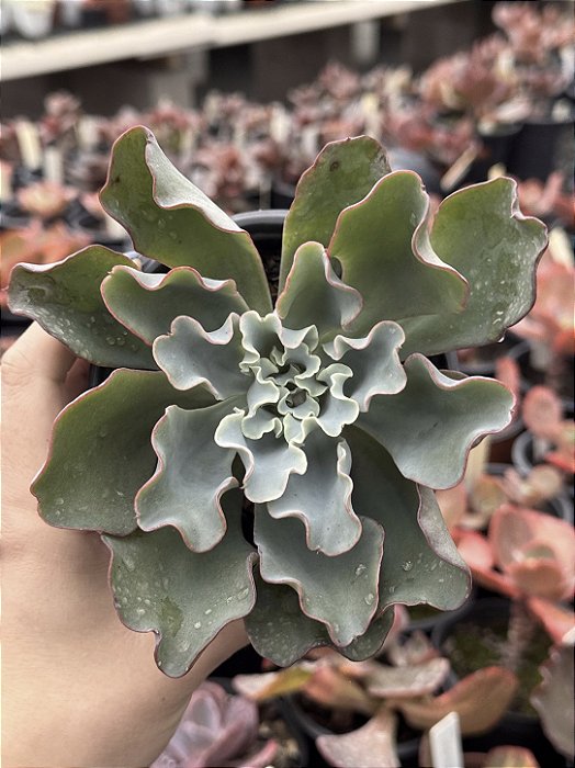 Echeveria lady aquarius