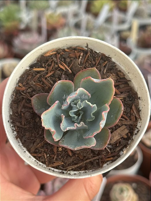 Echeveria lady aquarius