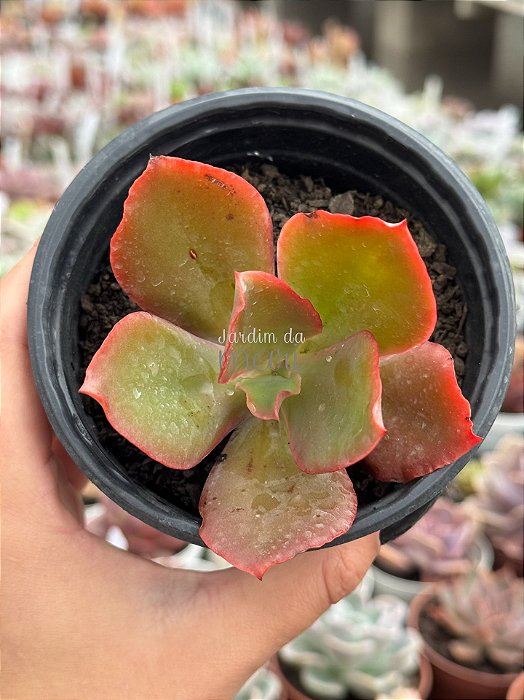 Echeveria chocolate ruffles hibrida