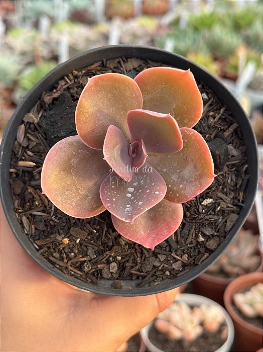 Echeveria decora hibrida