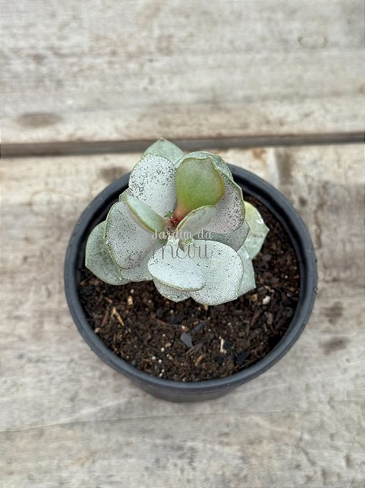 Adromischus hemisphaericus