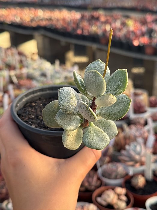 Adromischus hemisphaericus