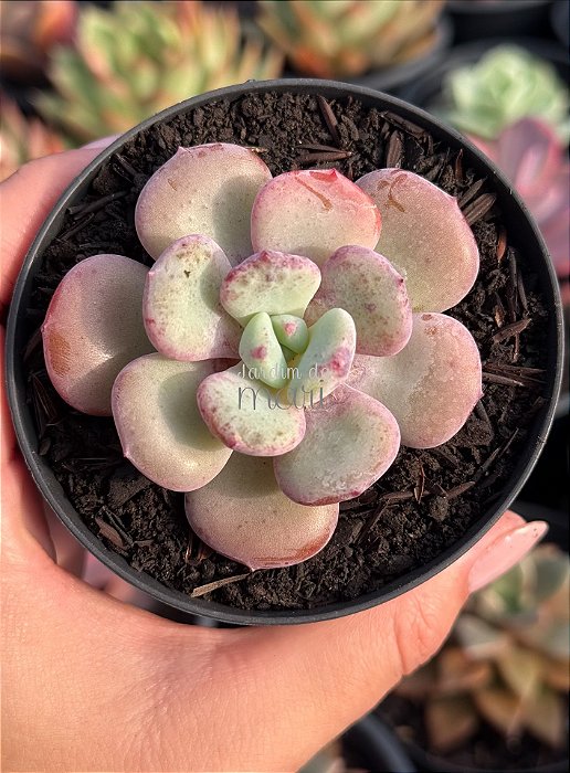 Echeveria oteroi x lauii