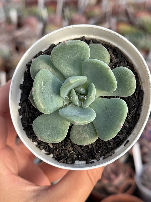 Echeveria oteroi x lauii
