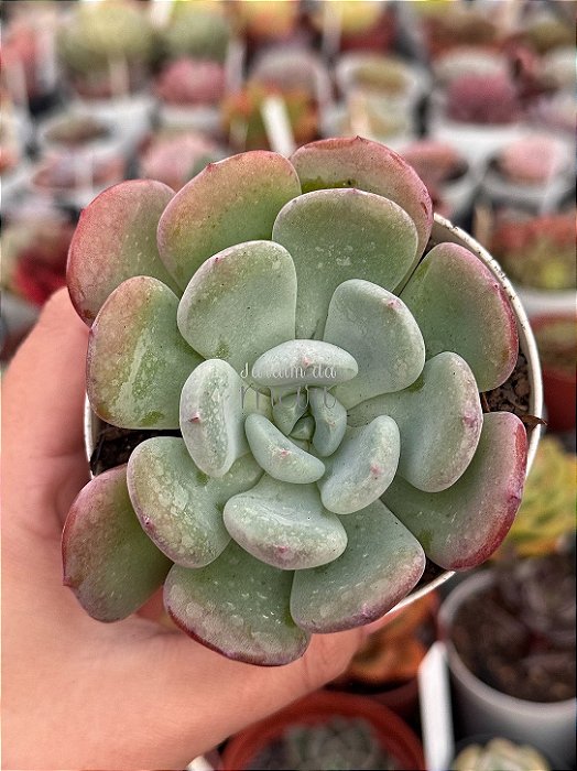 Echeveria oteroi x lauii