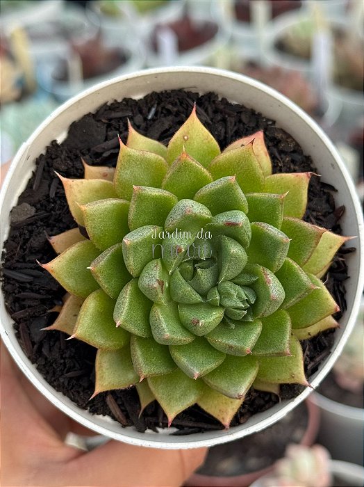 Echeveria victor