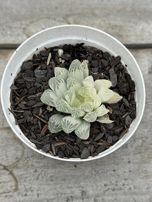 Haworthia cooperi var. pilifera silver swirl variegata