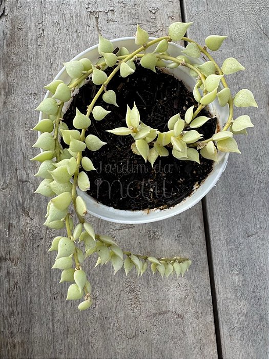 Dirschidia ruscifolia variegata