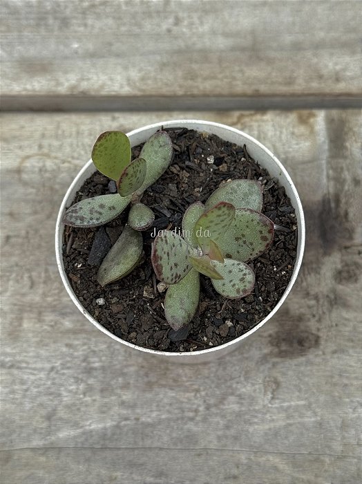 Adromischus maculatus strawberry cake