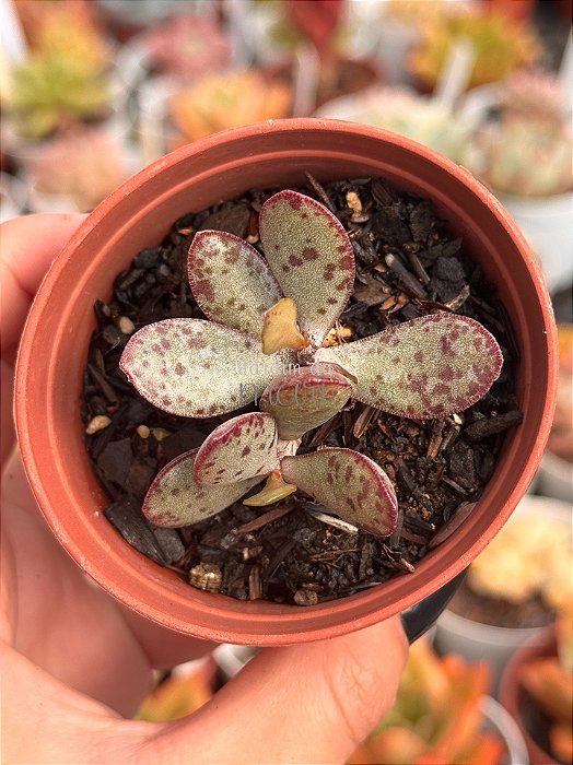 Adromischus maculatus strawberry cake