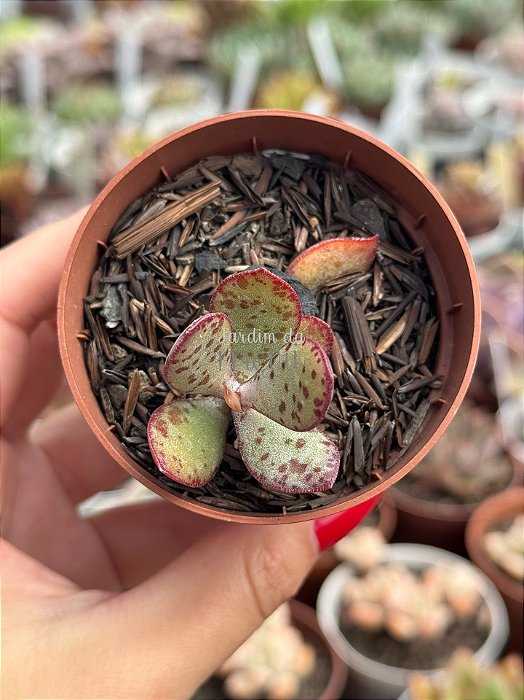 Adromischus maculatus strawberry cake
