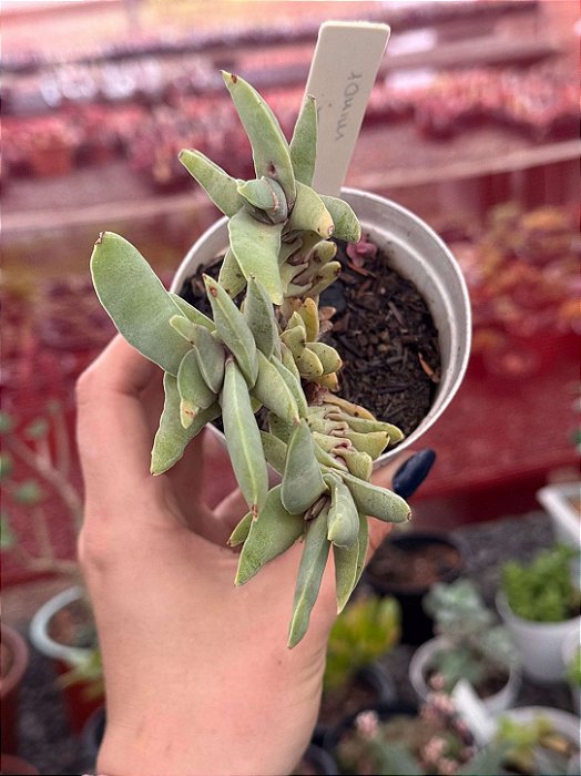 Crassula falcata minor