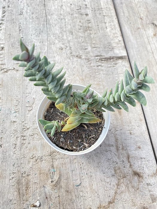 Crassula falcata minor