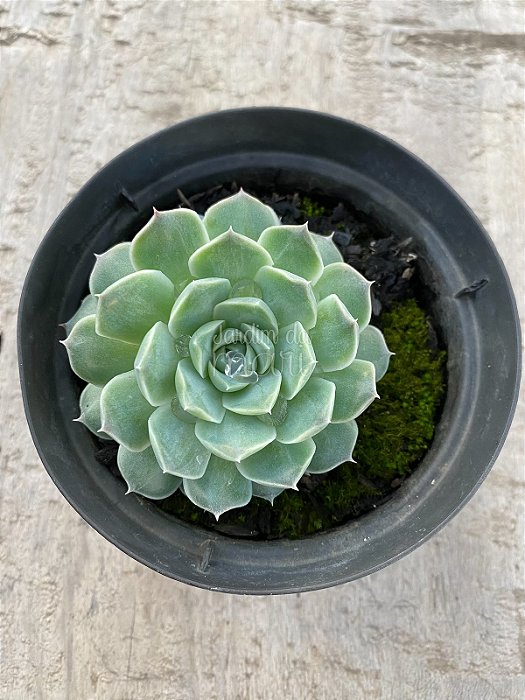 Echeveria hyalina