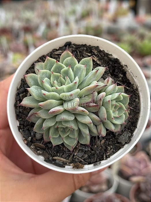 Echeveria little dwarf