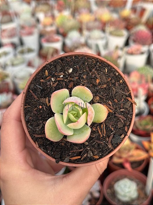 Echeveria peach pride