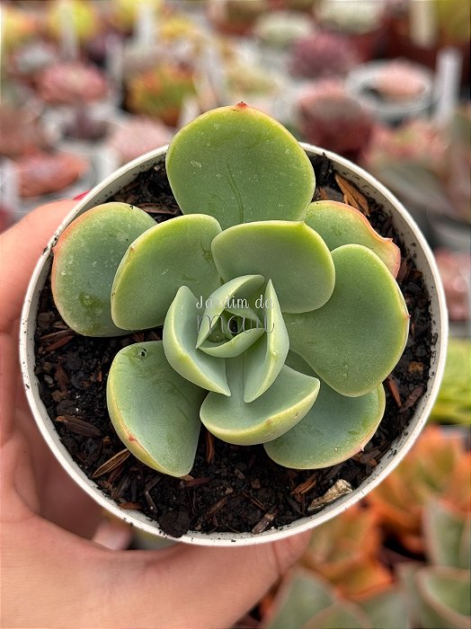 Echeveria peach pride