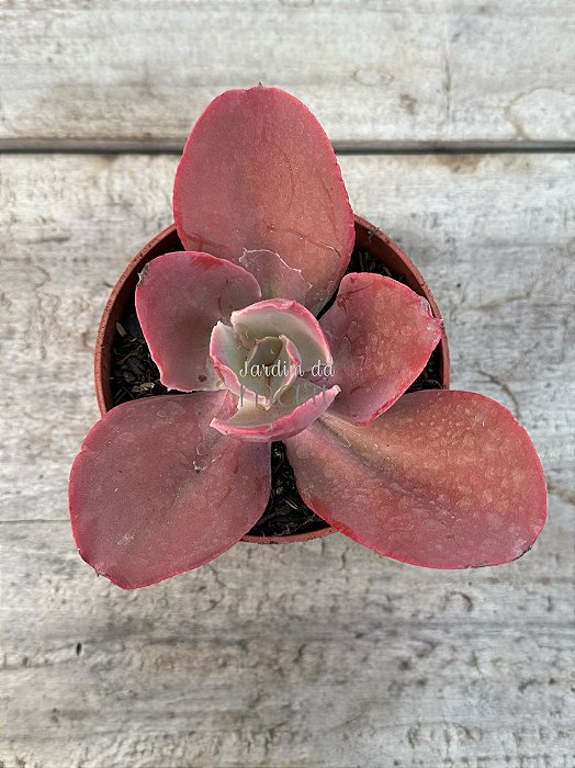 Echeveria HB M31 (sem raiz)