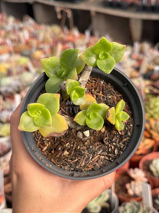 Crassula lactea