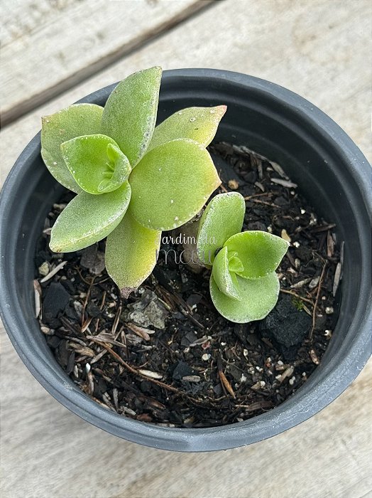Crassula lactea