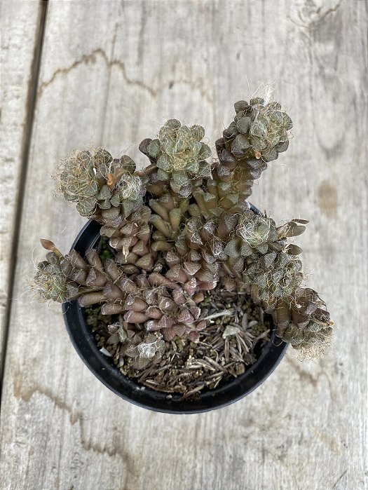 Anacampseros baeseckei
