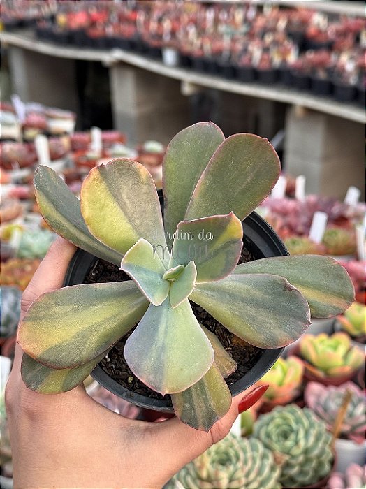 Echeveria paul bunyan variegata