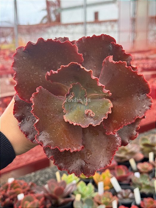 Echeveria villain