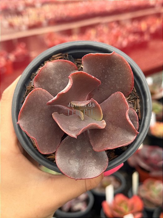Echeveria diablona