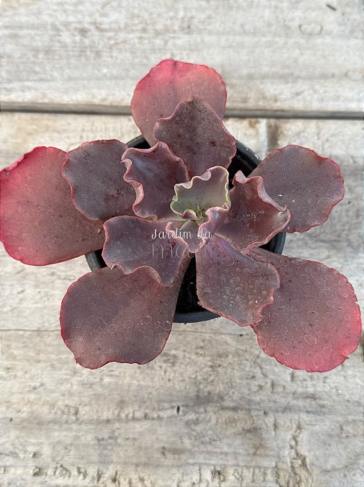 Echeveria diablona (sem raiz)