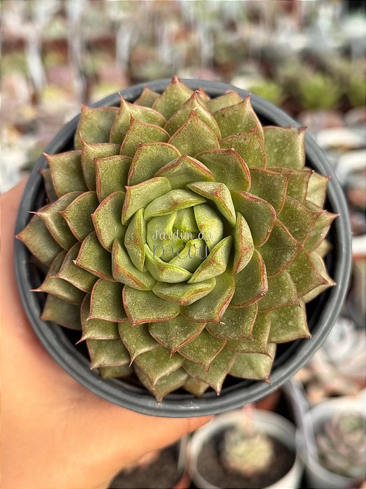 Echeveria parva