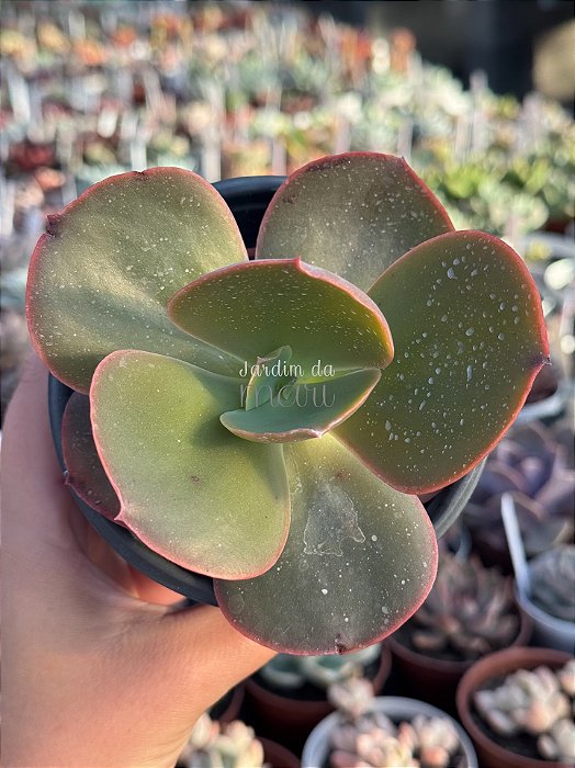 Echeveria pharaoh gorditta reversa