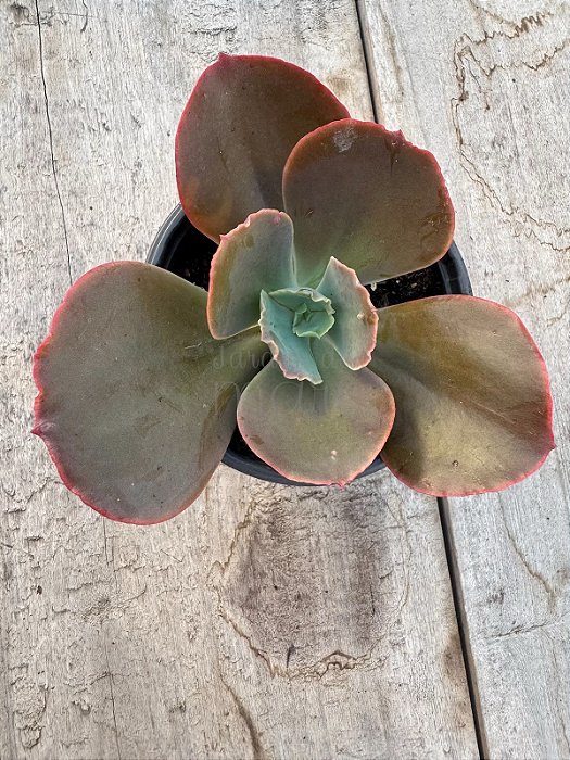 Echeveria pharaoh gorditta reversa