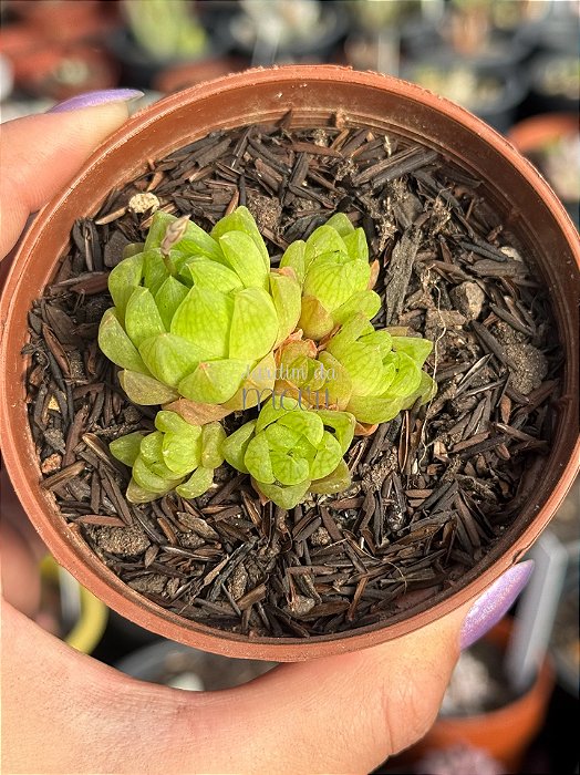 Haworthia cooperi 02