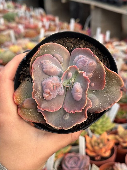 Echeveria hazak