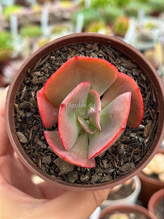 Echeveria duende