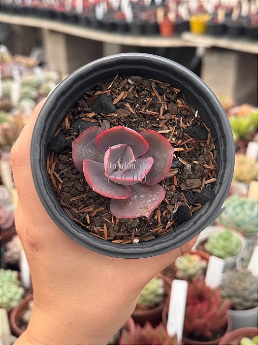 Echeveria high noon