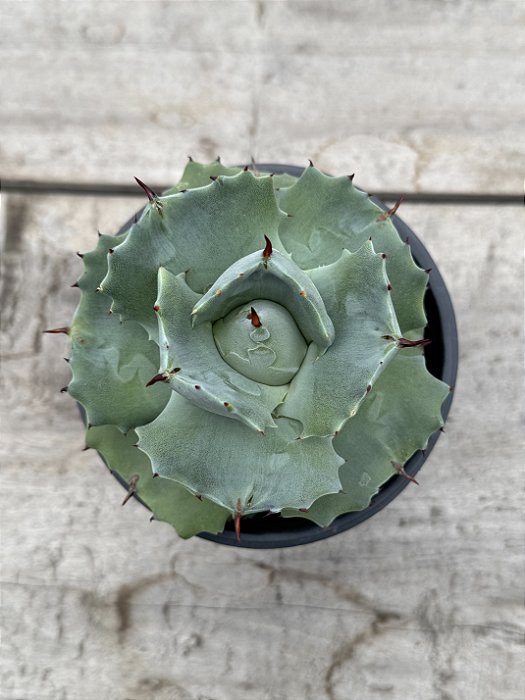Agave isthmensis