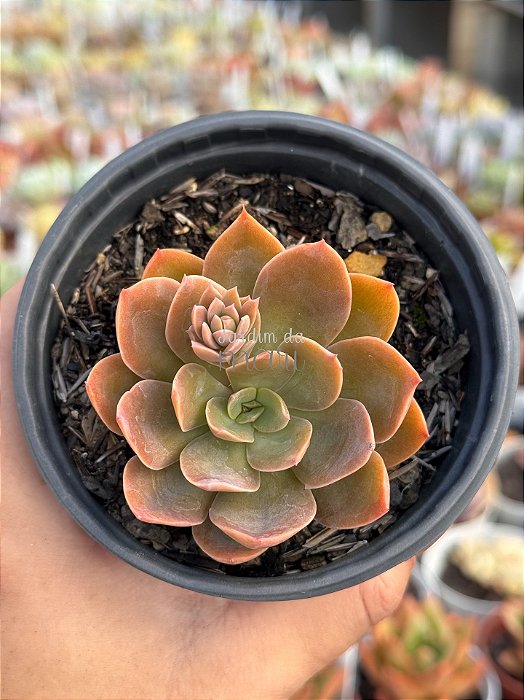 Echeveria rosa norteña híbrida